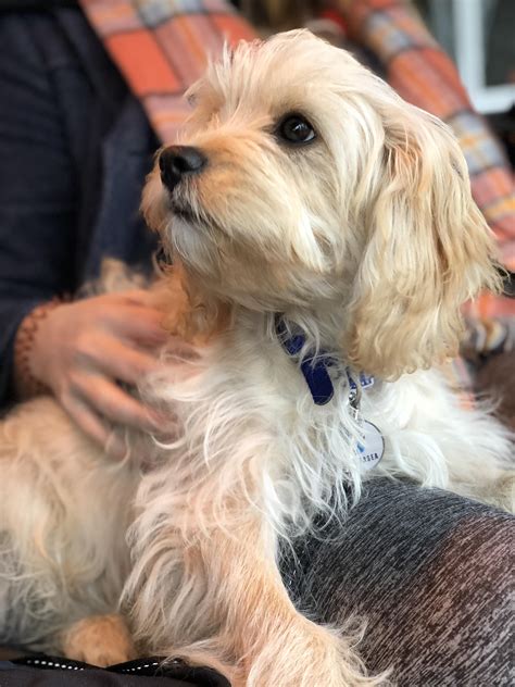 puppies at battersea dogs home.